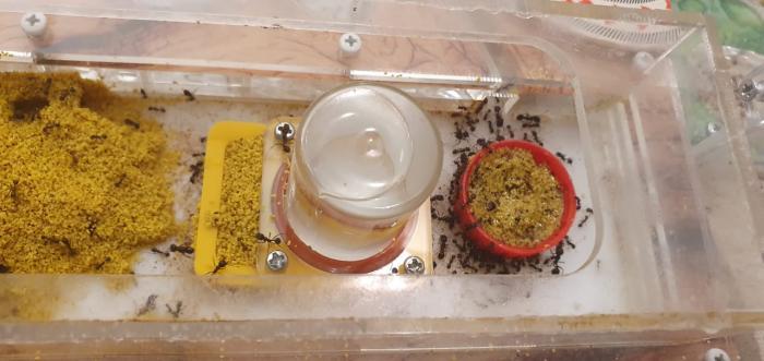 Поилка для фомикария